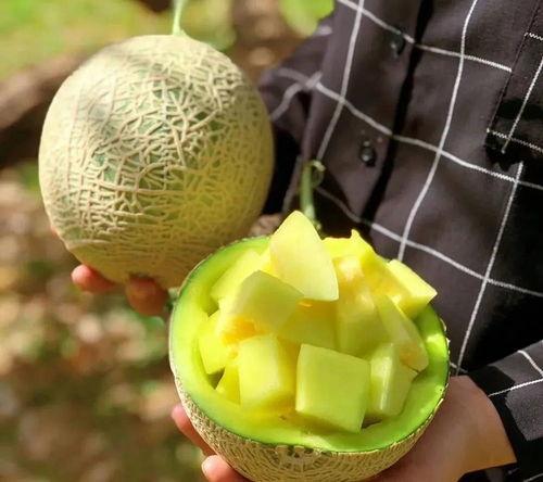 娱乐圈吃瓜橙子